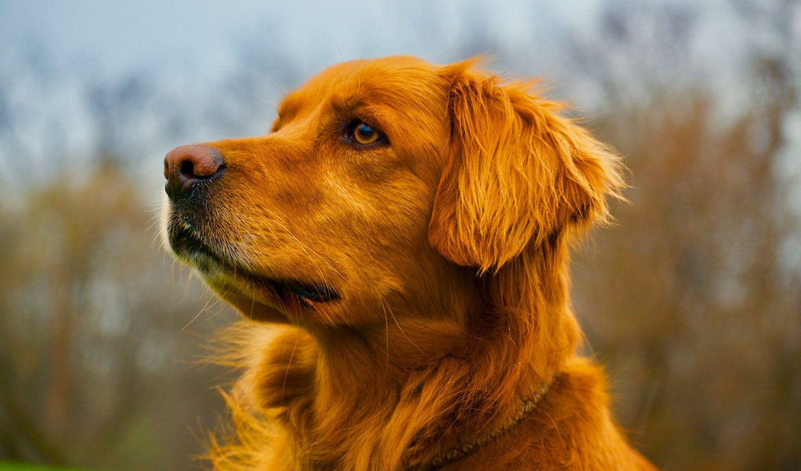 Korsbåndsskader hos hunde: mulige udløsere og behandlingsmetoder